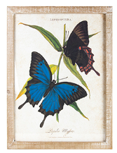 Rogue Rectangle Framed Butterfly Art