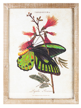 Rogue Rectangle Framed Butterfly Art