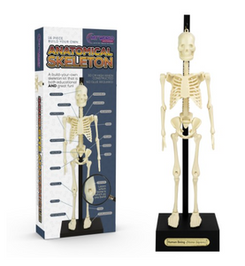 Funtime: Anatomical Skeleton